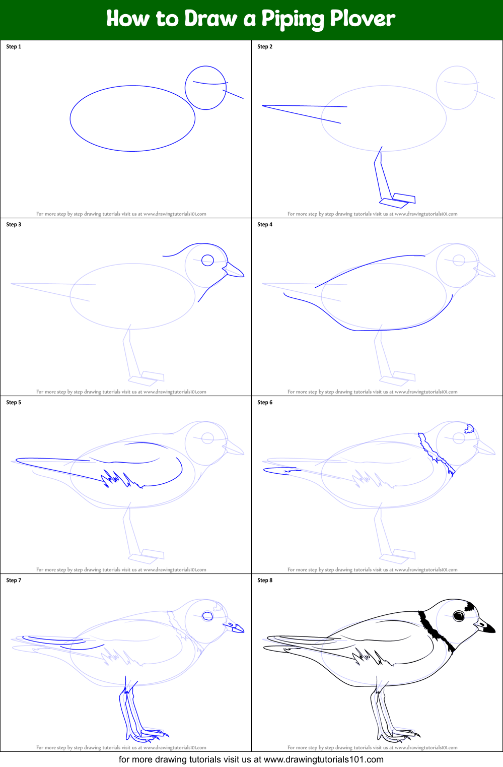 How to Draw a Piping Plover printable step by step drawing sheet ...