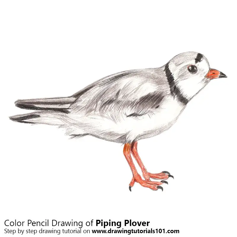 Piping Plover Color Pencil Drawing