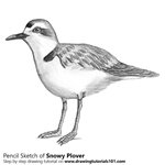 How to Draw a Snowy Plover