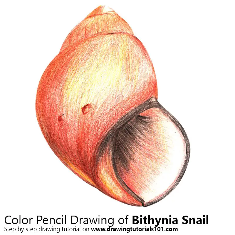 A Bithynia Snail Color Pencil Drawing