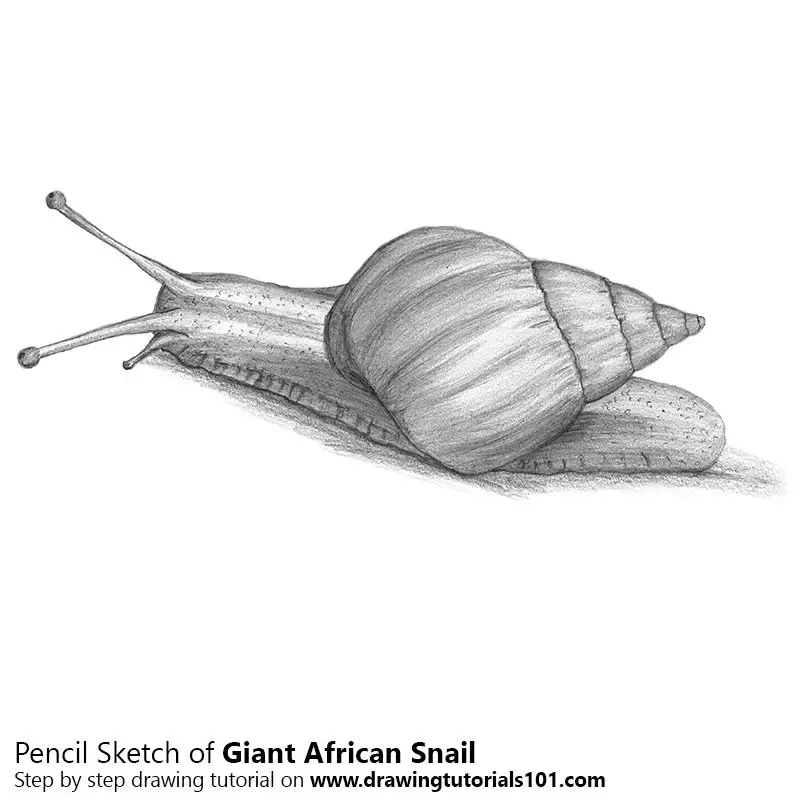 Pencil Sketch of Giant African Snail - Pencil Drawing