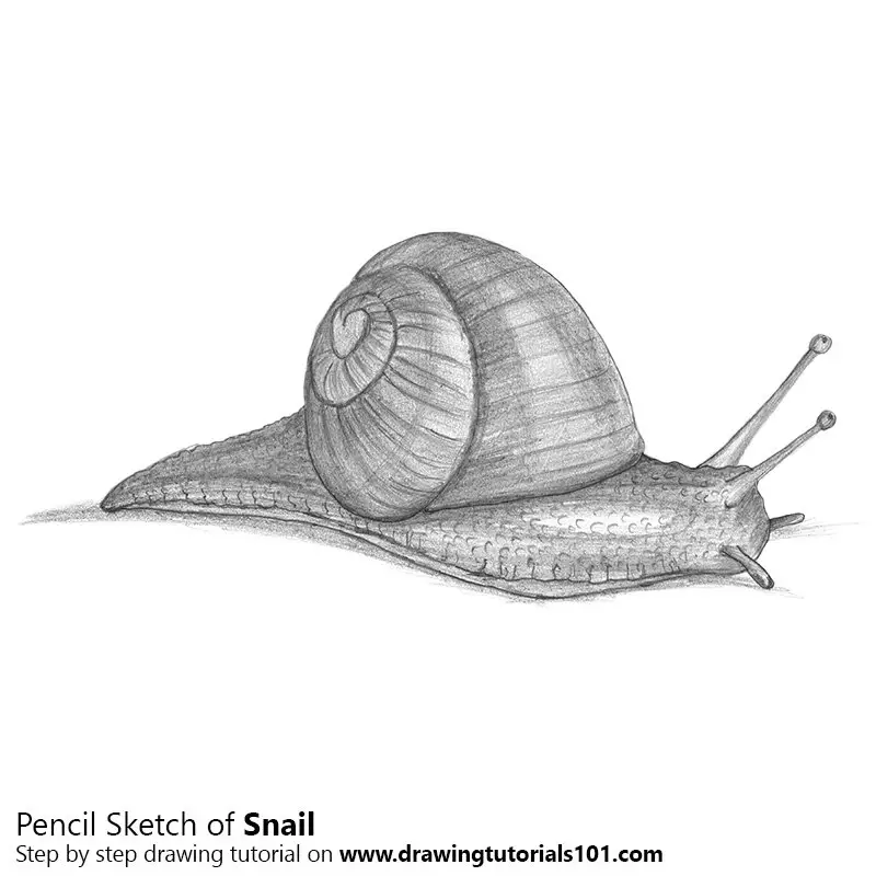 Snail Pencil Drawing How to Sketch Snail using Pencils