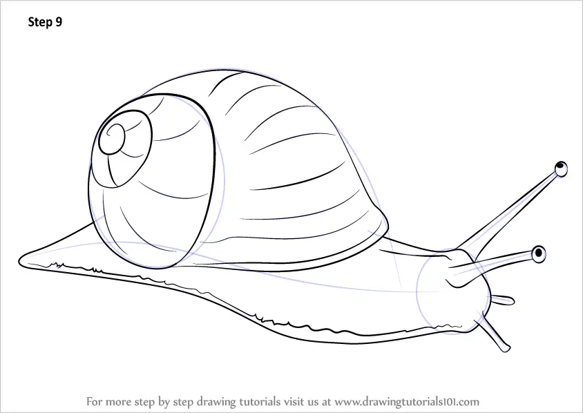 Learn How to Draw a Snail (Snails) Step by Step Drawing Tutorials