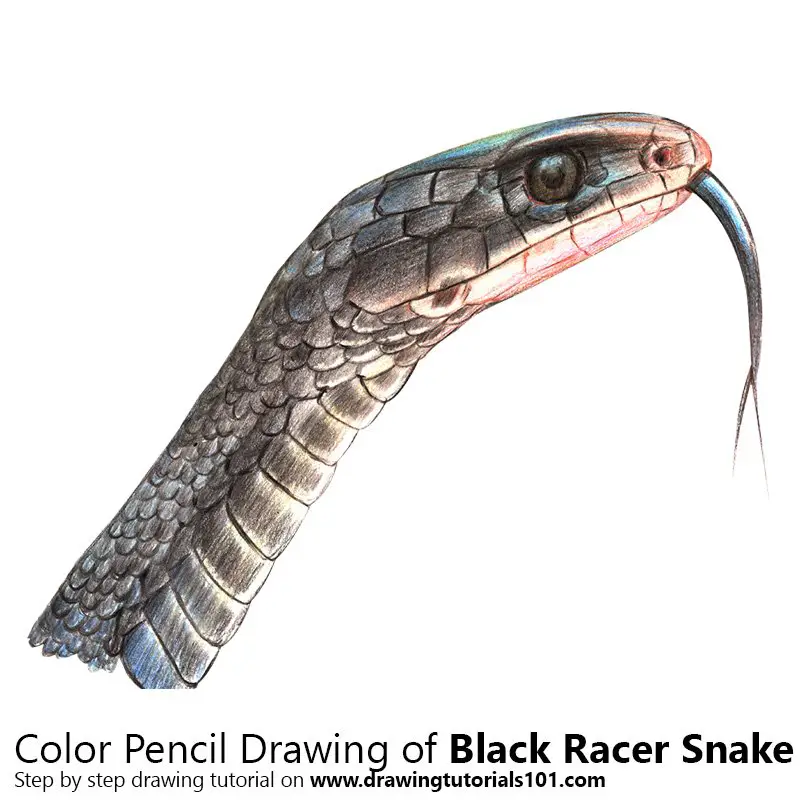 Black Racer Snake Color Pencil Drawing