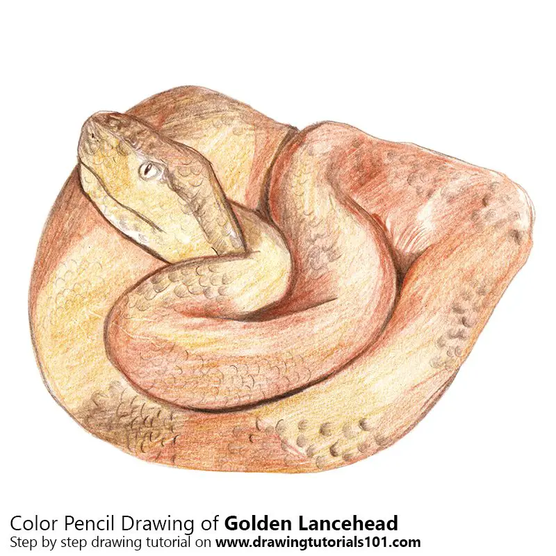Golden Lancehead Color Pencil Drawing