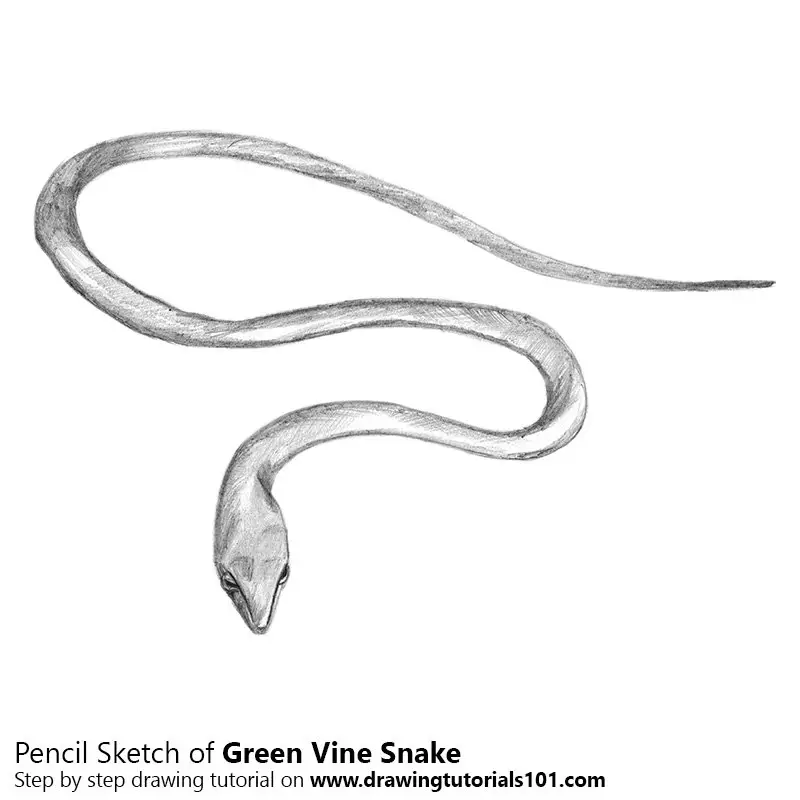 Pencil Sketch of Green Vine Snake - Pencil Drawing