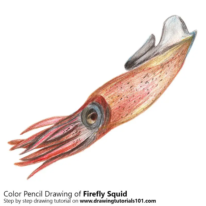 Firefly Squid Colored Pencils - Drawing Firefly Squid with Color