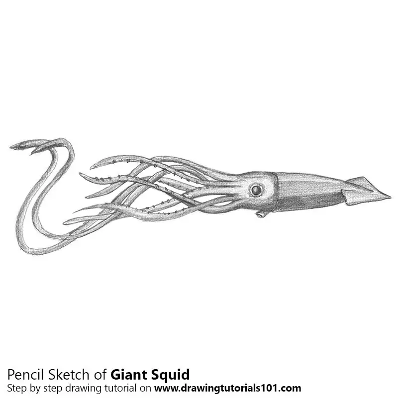Pencil Sketch of Giant Squid - Pencil Drawing