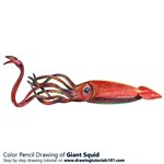 How to Draw a Giant Squid