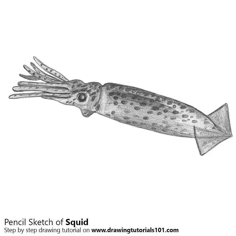 Pencil Sketch of Squid - Pencil Drawing