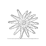 How to Draw a Crown Of Thorns Starfish