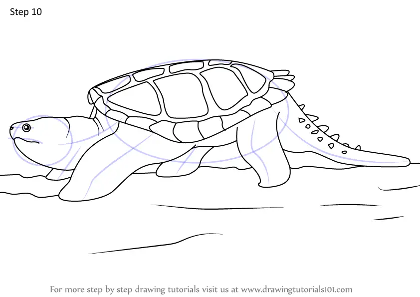 Learn How to Draw Common Snapping Turtle (Turtles and Tortoises) Step