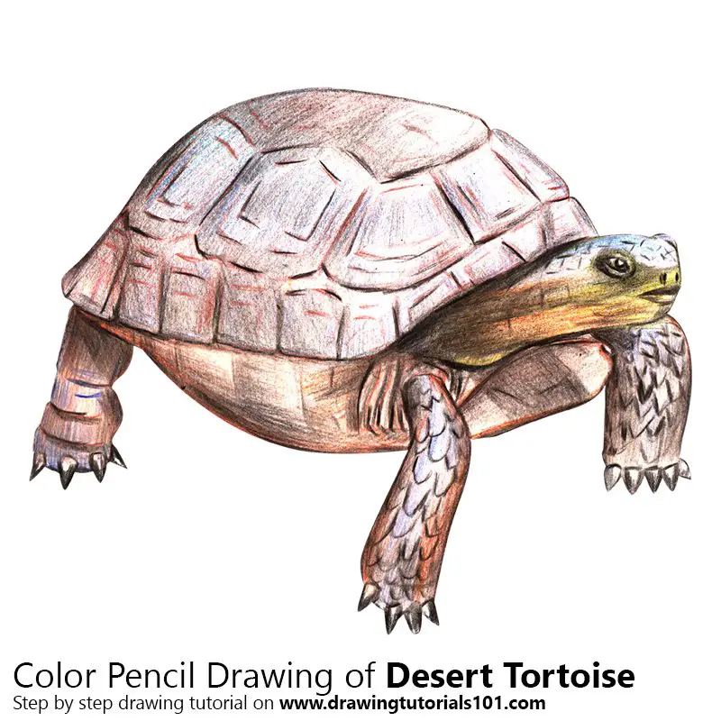 Desert Tortoise Color Pencil Drawing