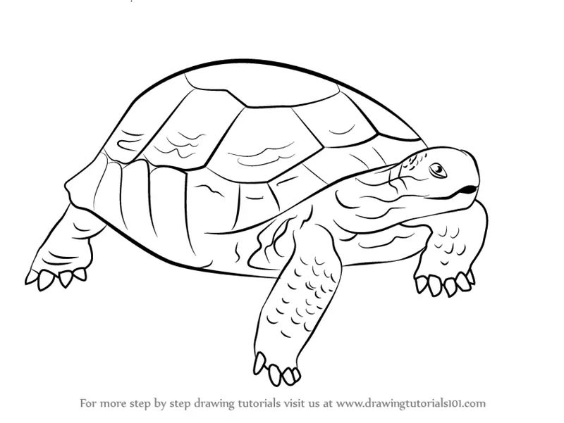 Learn How to Draw a Desert Tortoise (Turtles and Tortoises) Step by ...