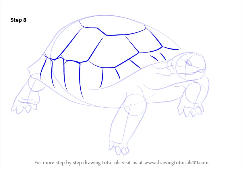 Learn How to Draw a Desert Tortoise (Turtles and Tortoises) Step by ...