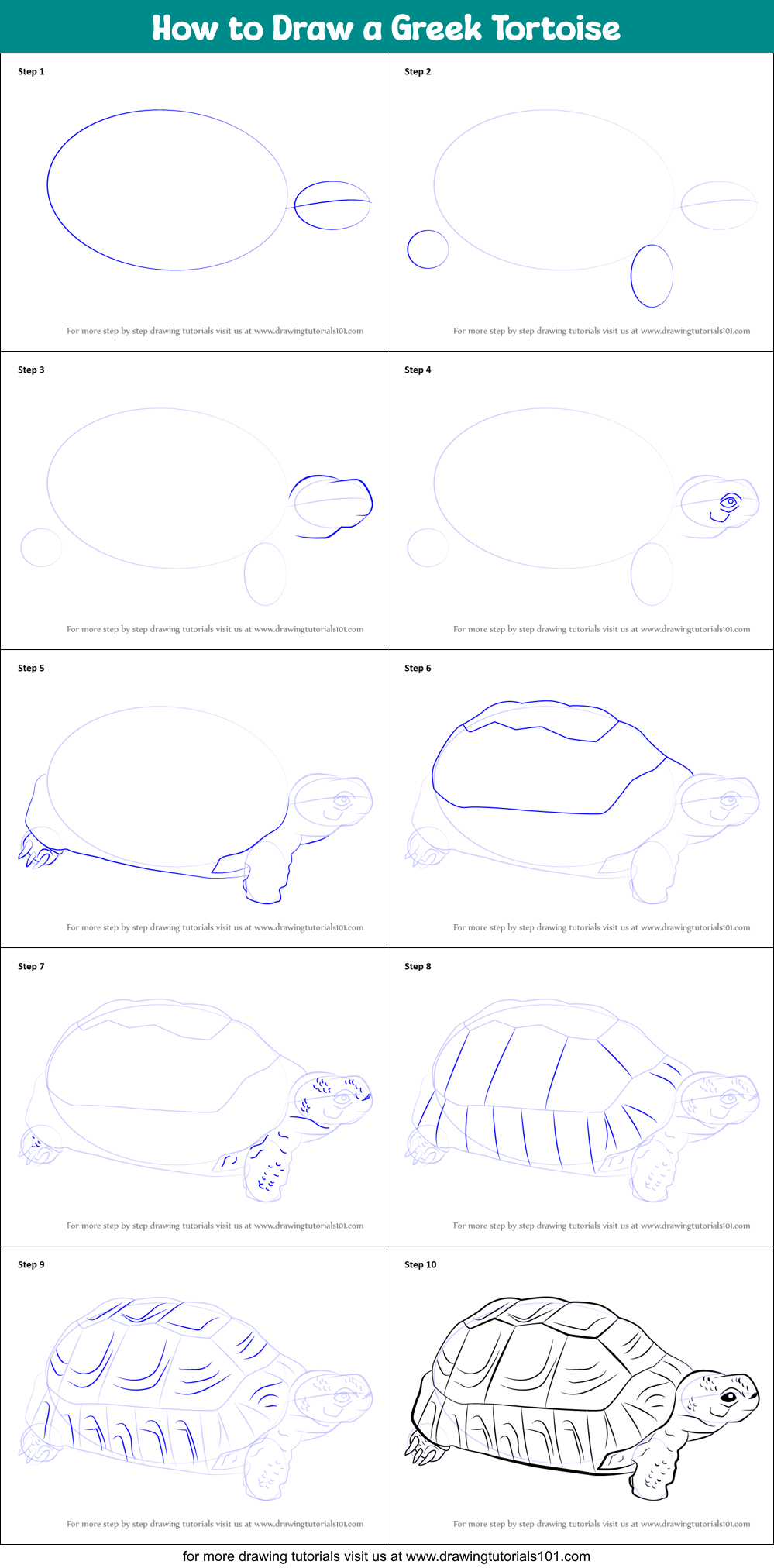 How to Draw a Greek Tortoise printable step by step drawing sheet ...