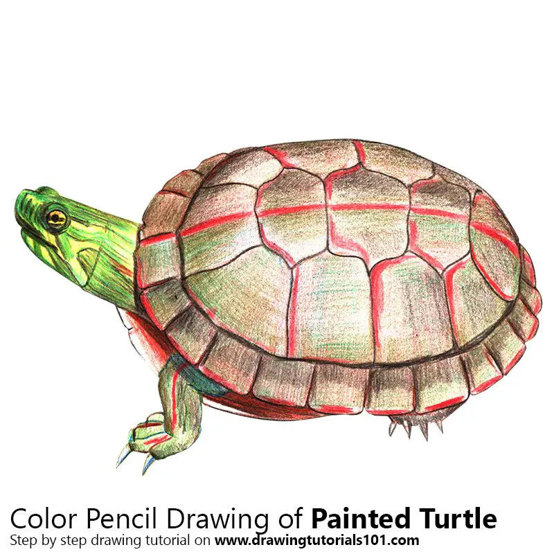 Painted Turtle Color Pencil Drawing