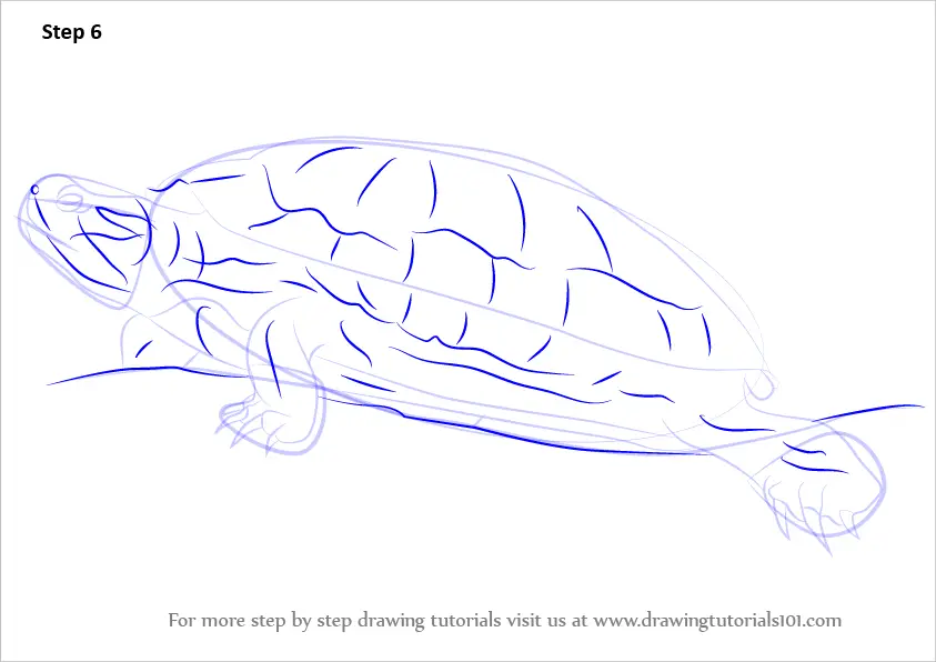 Learn How to Draw a RedEared Slider (Turtles and Tortoises) Step by
