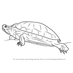 How to Draw a Red-Eared Slider