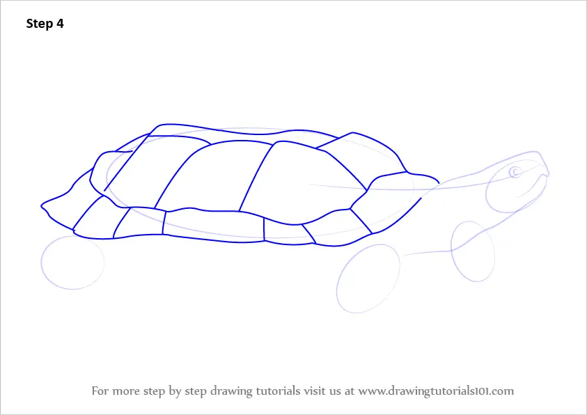 Learn How to Draw a Wood Turtle (Turtles and Tortoises) Step by Step ...