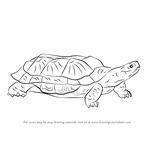 Learn How to Draw a Wood Turtle (Turtles and Tortoises) Step by Step ...