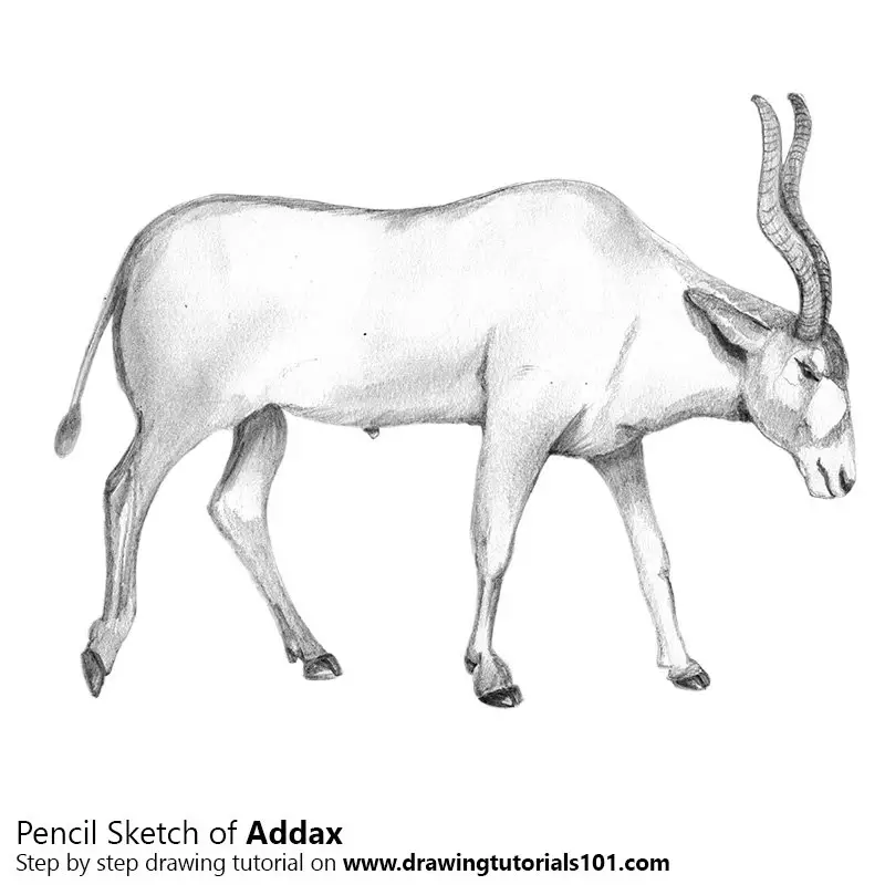 Pencil Sketch of Addax - Pencil Drawing