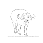 How to Draw an African buffalo