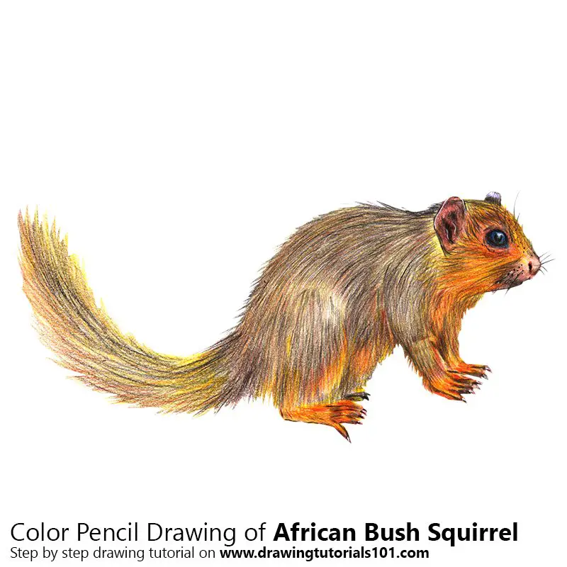 African Bush Squirrel Color Pencil Drawing