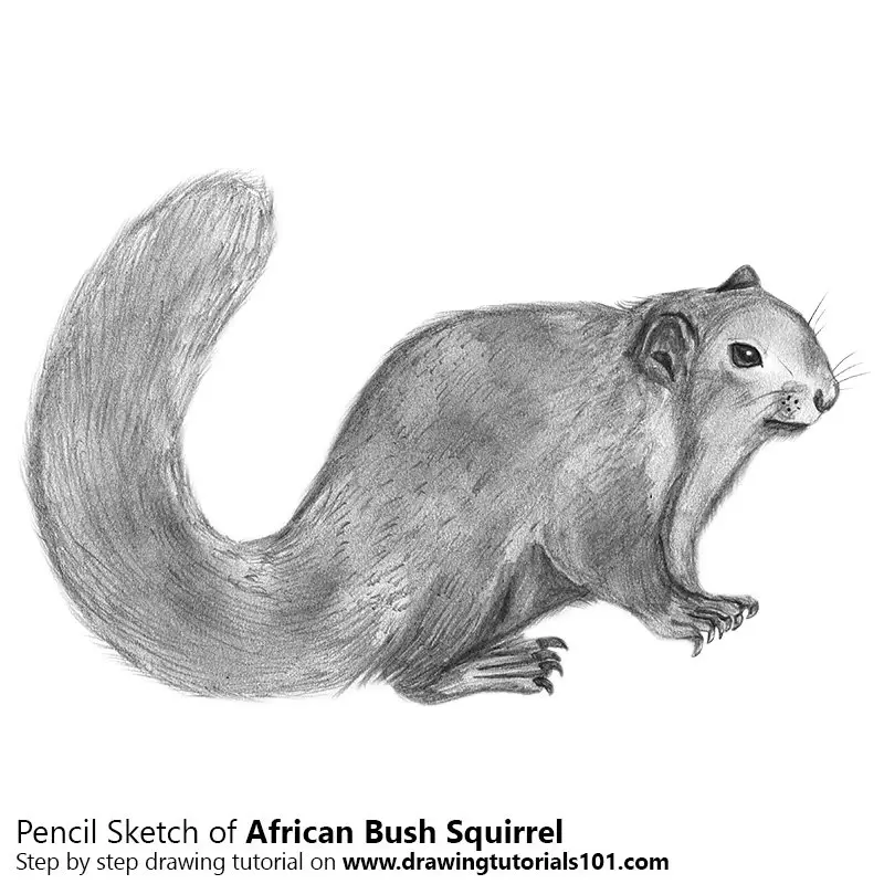 Pencil Sketch of African Bush Squirrel - Pencil Drawing