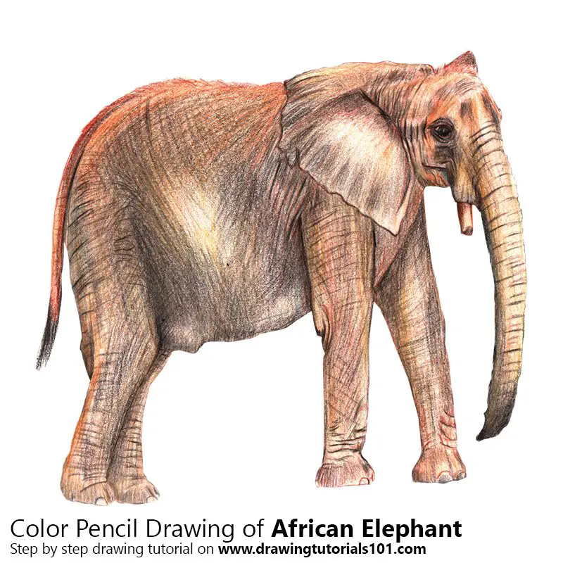 African Elephant Color Pencil Drawing