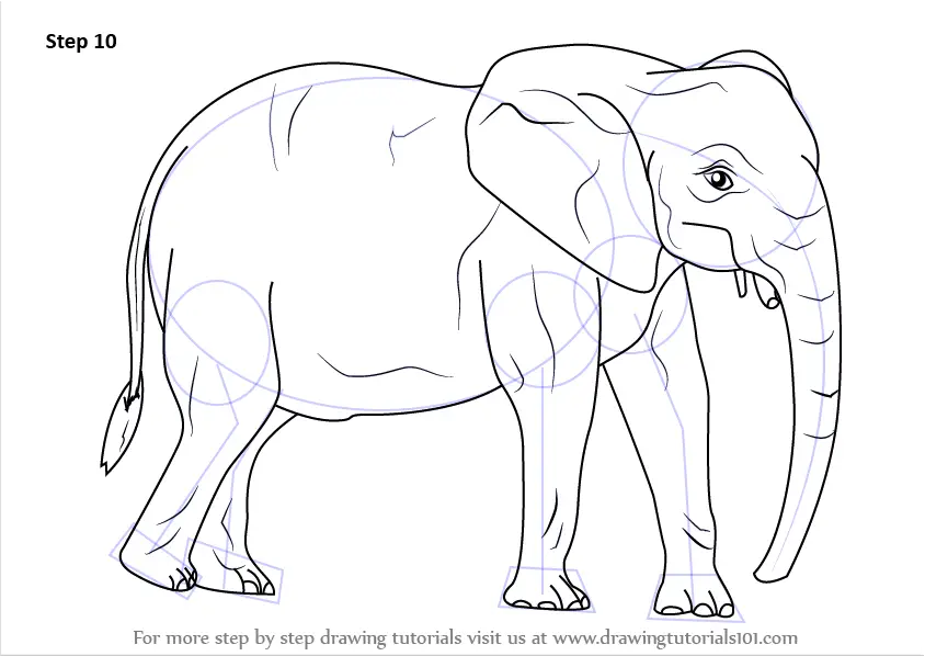 Learn How to Draw an African Elephant (Wild Animals) Step by Step : Drawing  Tutorials