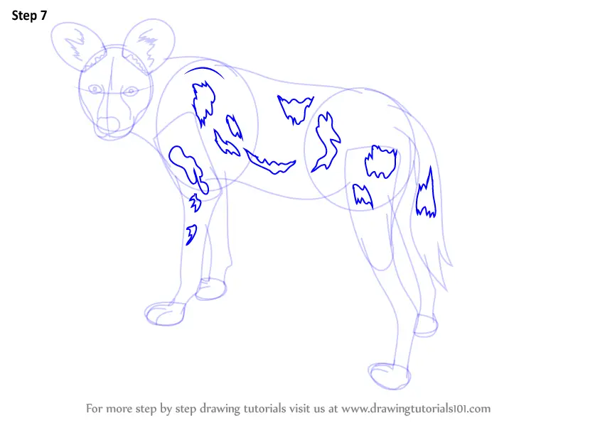 Learn How to Draw a African Wild Dog (Wild Animals) Step by Step : Drawing Tutorials