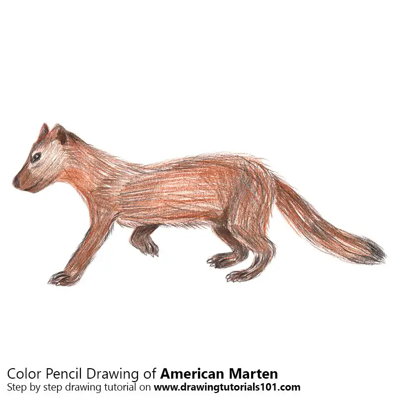 American Marten Color Pencil Drawing