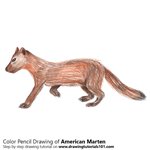 How to Draw an American Marten