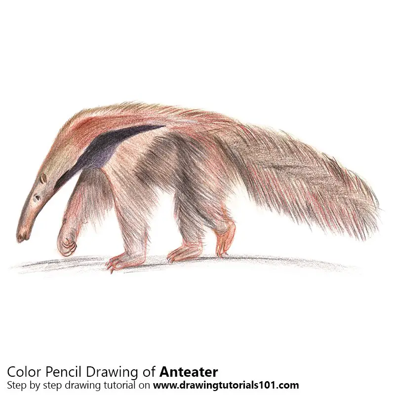 Anteater Colored Pencils Drawing Anteater with Color Pencils