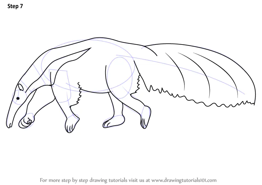 Learn How to Draw a Anteater (Wild Animals) Step by Step Drawing