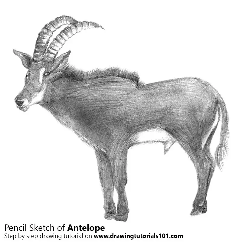 Antelope Pencil Drawing How to Sketch Antelope using Pencils