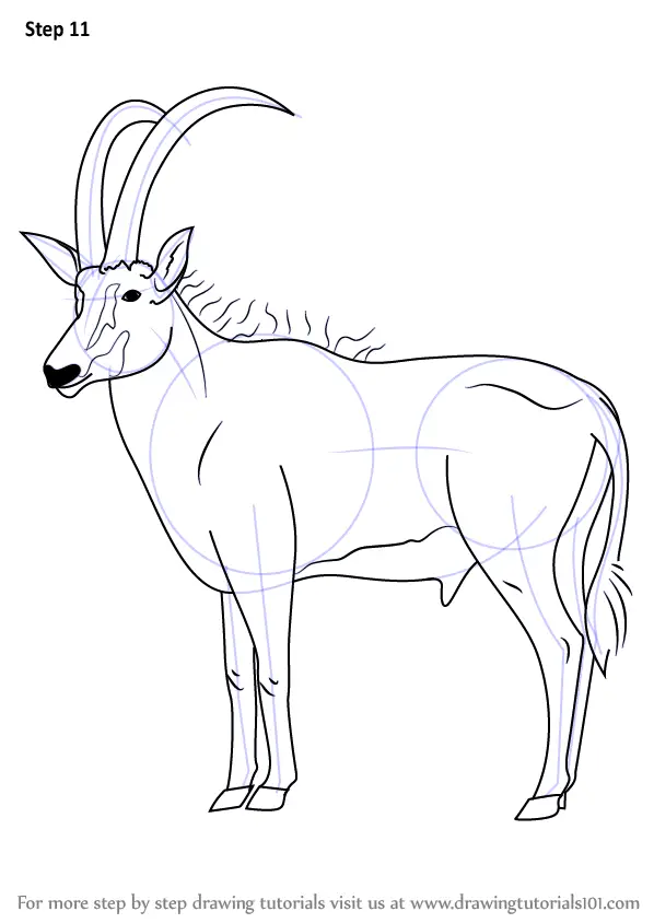 Learn How to Draw an Antelope (Wild Animals) Step by Step Drawing