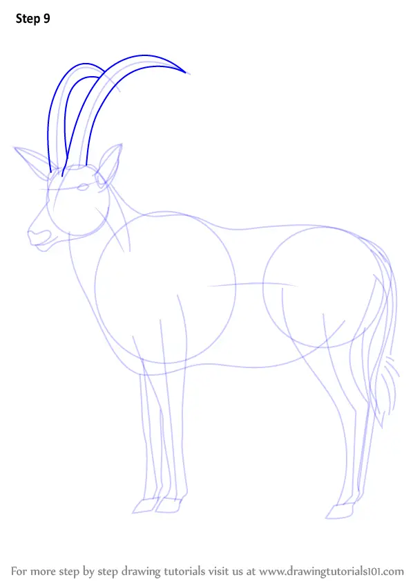 Step by Step How to Draw an Antelope