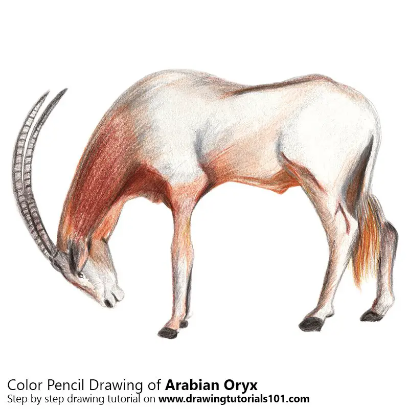 Arabian Oryx Color Pencil Drawing
