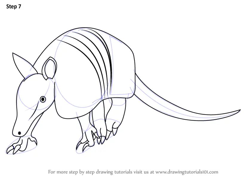 Step by Step How to Draw a Armadillo