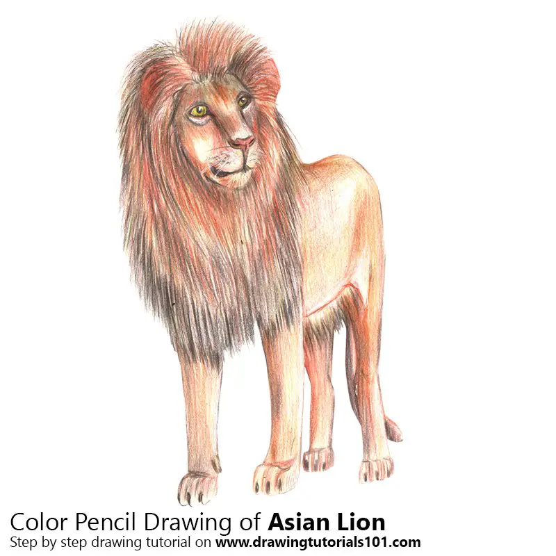 Asian Lion Color Pencil Drawing