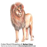 How to Draw an Asian Lion