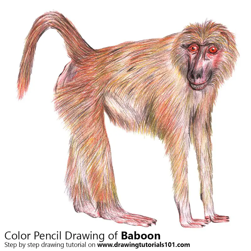 Baboon Color Pencil Drawing