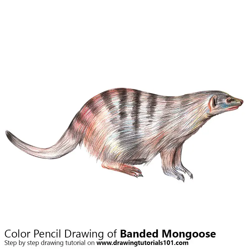 Banded Mongoose Color Pencil Drawing