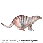 How to Draw a Banded Mongoose