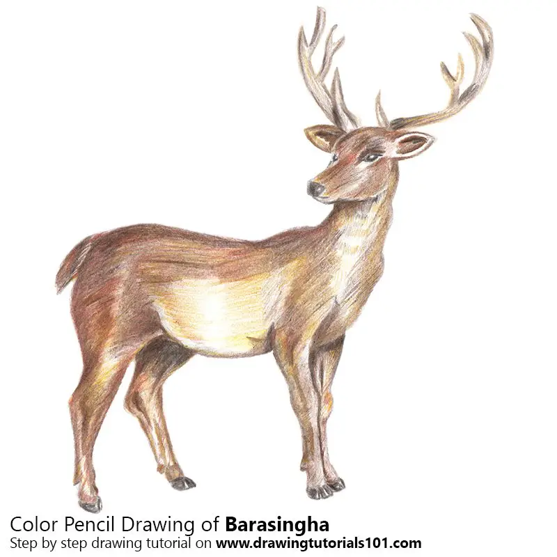 Barasingha Color Pencil Drawing