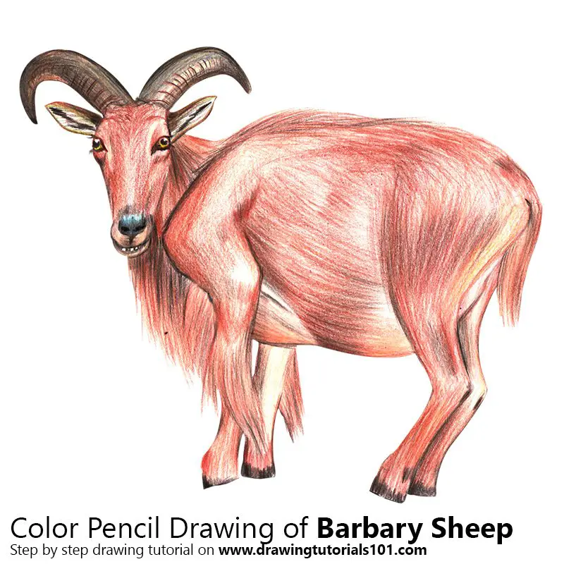 Barbary sheep Color Pencil Drawing