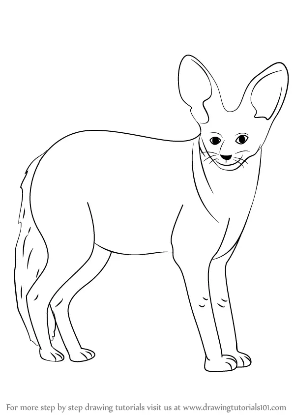 Learn How to Draw a BatEared Fox (Wild Animals) Step by Step Drawing