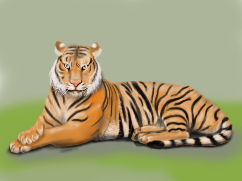 Learn How to Draw a Bengal Tiger (Wild Animals) Step by Step Drawing